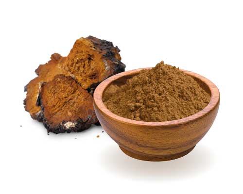 Chaga: a gyógygombák királya